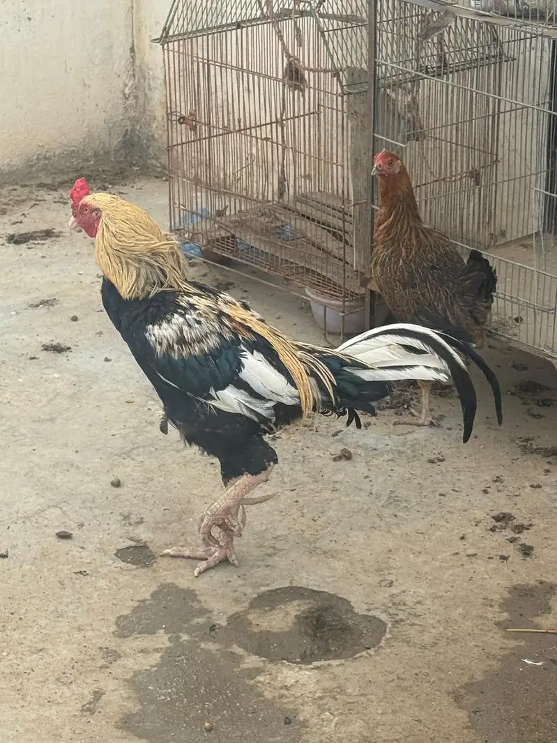 Aseel Pair Hens For Sale — photo 3