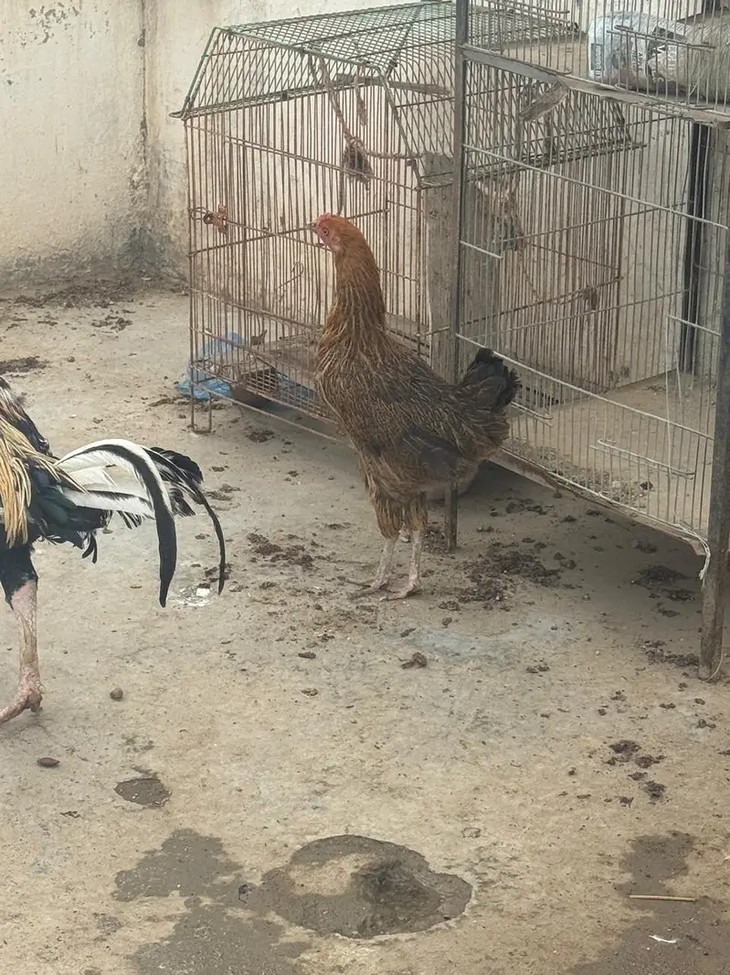 Aseel Pair Hens For Sale — photo 4