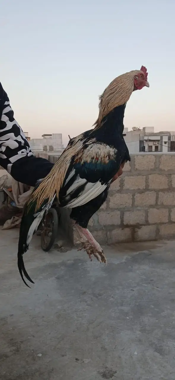 Aseel Pair Hens For Sale — photo 5
