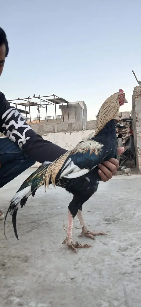 Aseel Pair Hens For Sale — photo 7