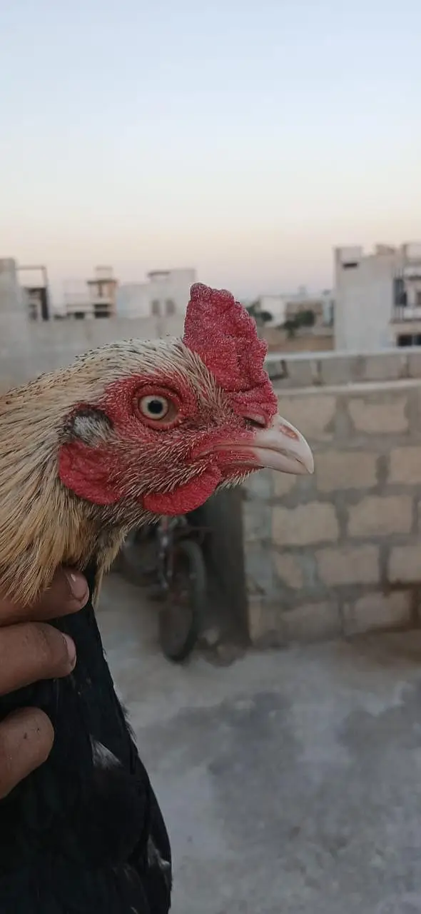 Aseel Pair Hens For Sale — photo 8