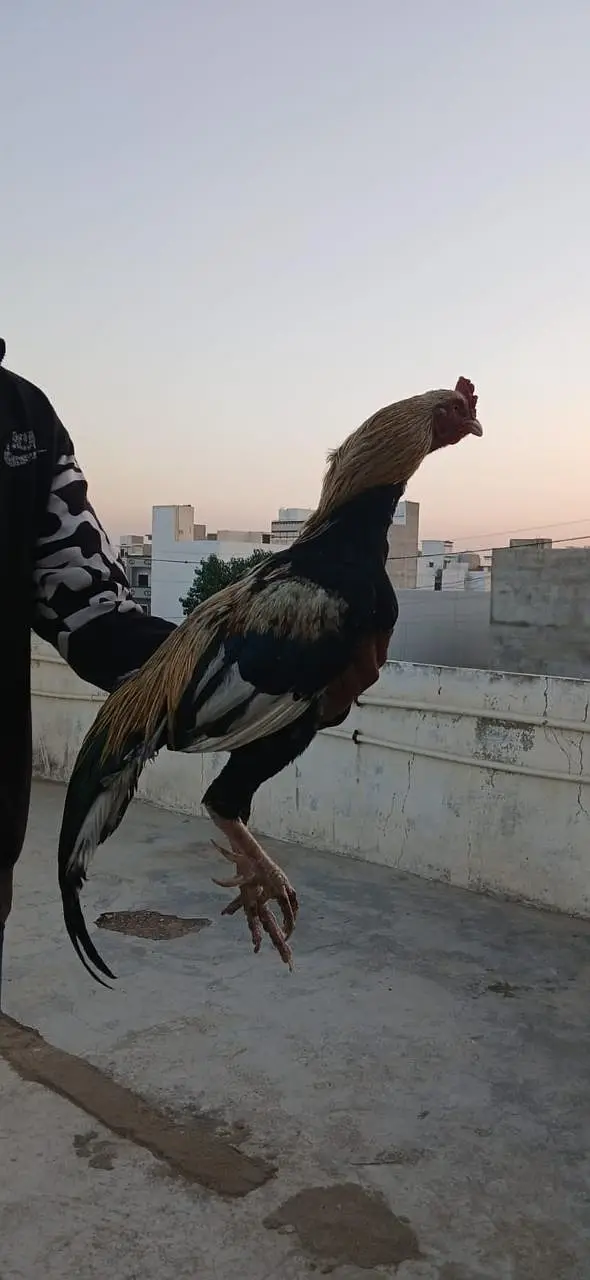 Aseel Pair Hens For Sale — photo 9