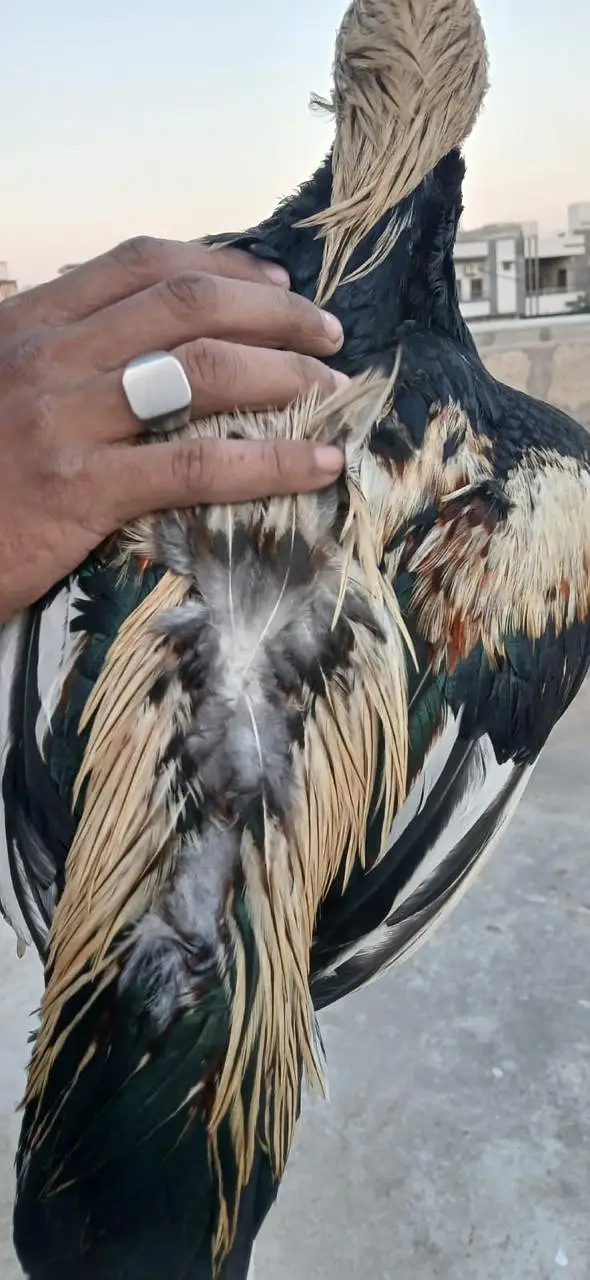 Aseel Pair Hens For Sale — photo 10