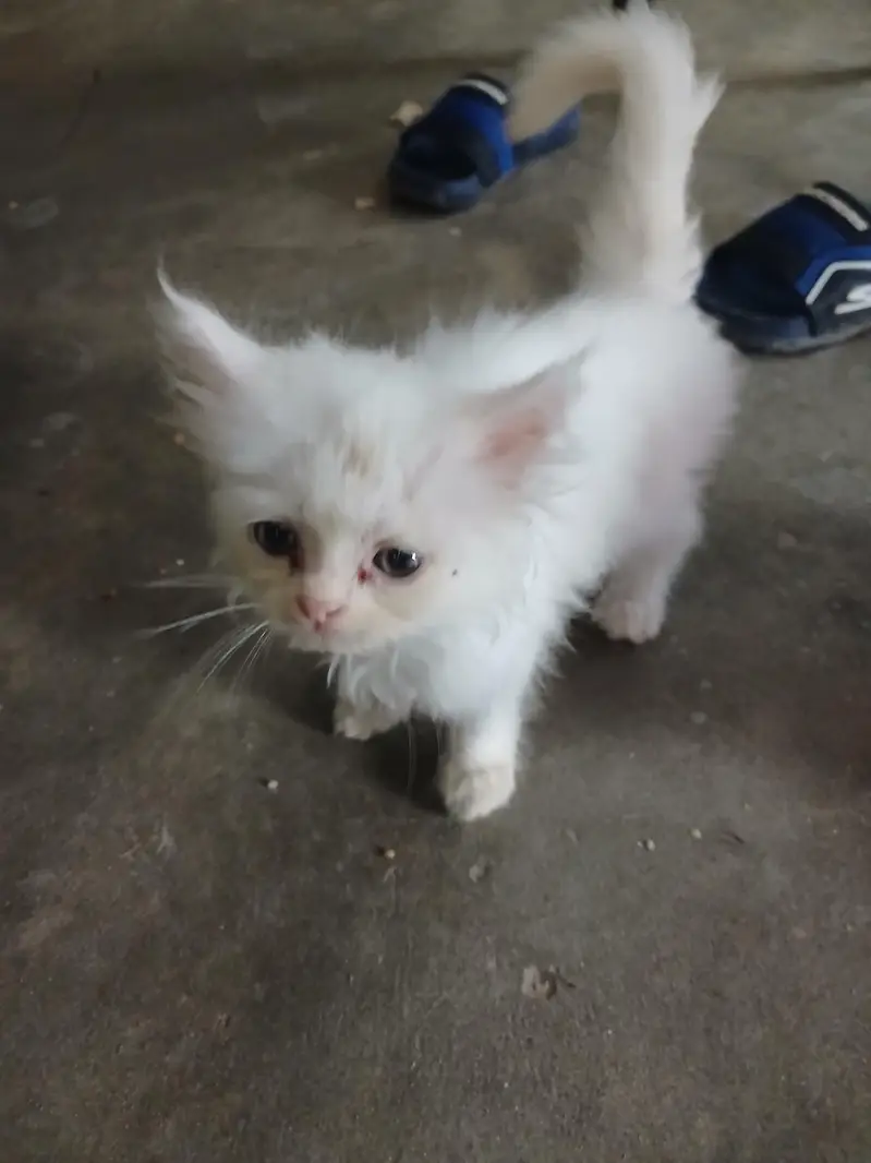 persion cats   pair 2 month age — photo 2