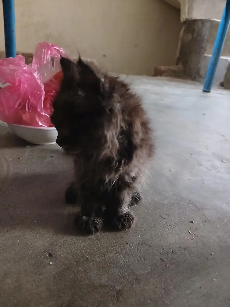 persion cats   pair 2 month age — photo 3