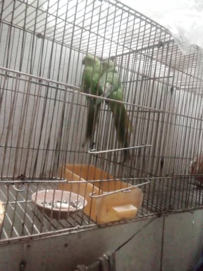 green parrot ka pair hy Jo sale kana chahti hu