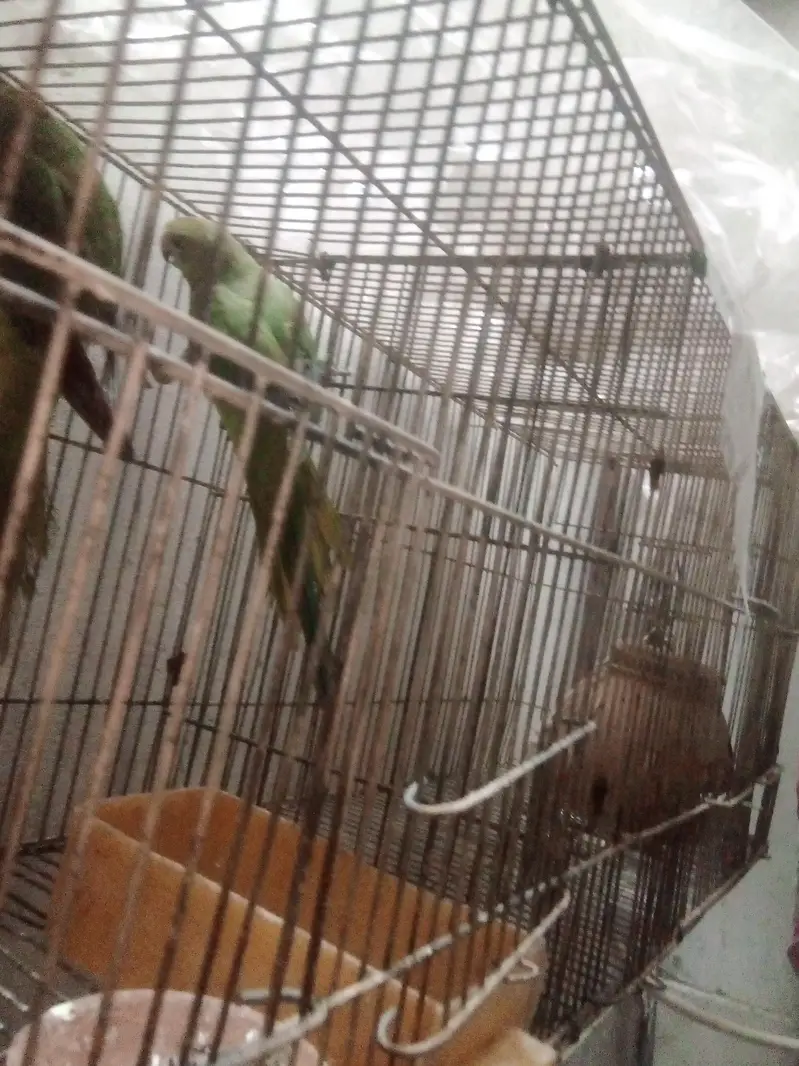 green parrot ka pair hy Jo sale kana chahti hu — photo 2