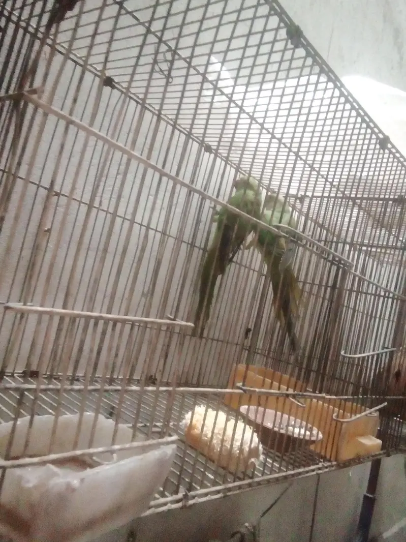 green parrot ka pair hy Jo sale kana chahti hu — photo 3