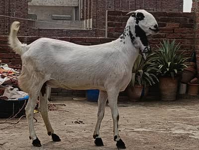 Goat | Bkri | Female Goat | Maki cheni Bkri | Goat / bkri for sale