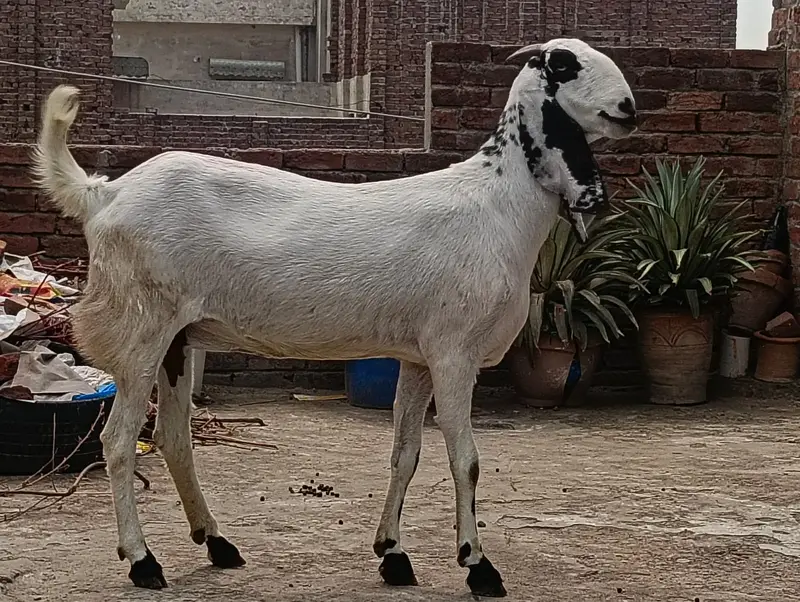 Goat | Bkri | Female Goat | Maki cheni Bkri | Goat / bkri for sale
