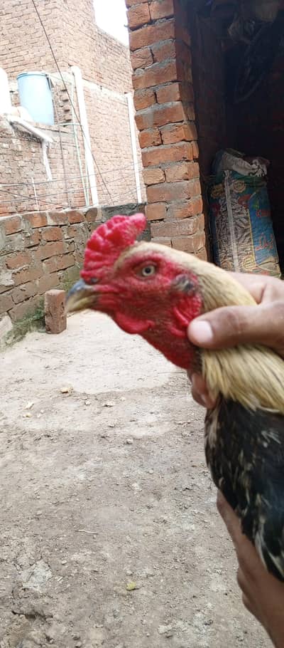 Healthy Aseel for Sale