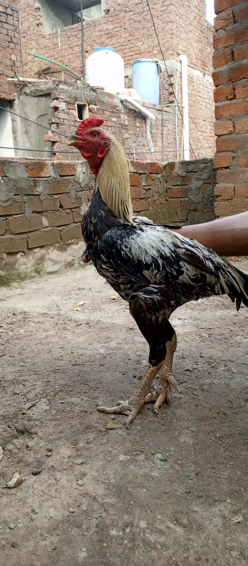 Healthy Aseel for Sale — photo 2