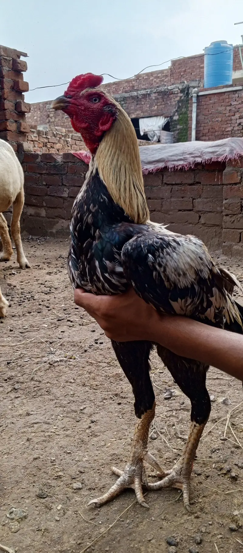 Healthy Aseel for Sale — photo 4