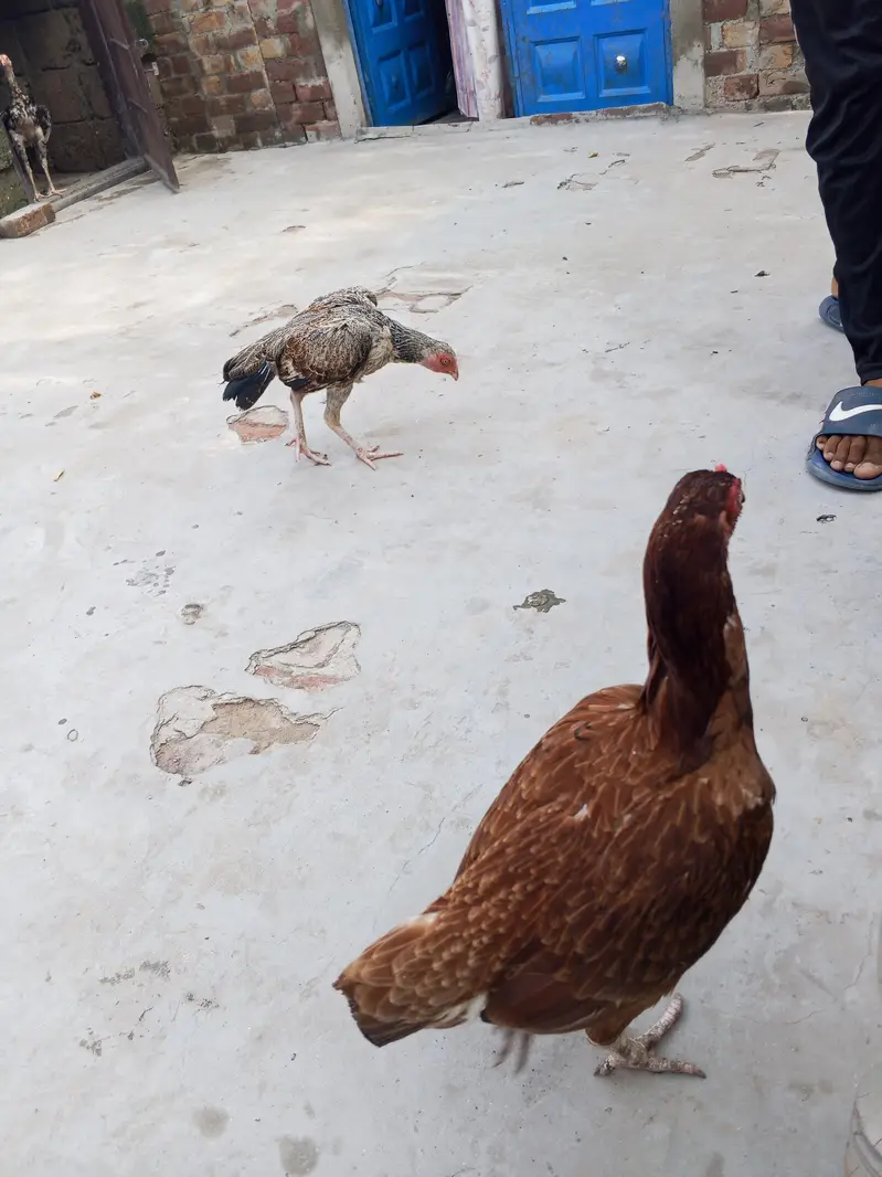 Pure Aseel madiii ha contact no 03008876924 — photo 2