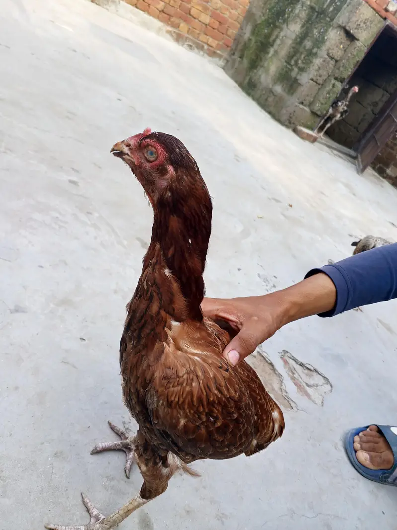Pure Aseel madiii ha contact no 03008876924 — photo 4