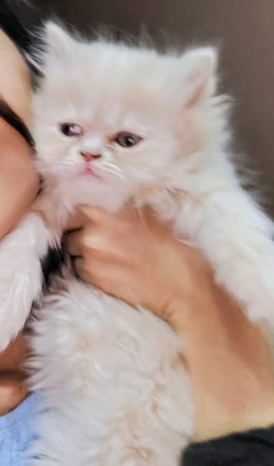 3 Persian kittens for sale in just 12000 only.