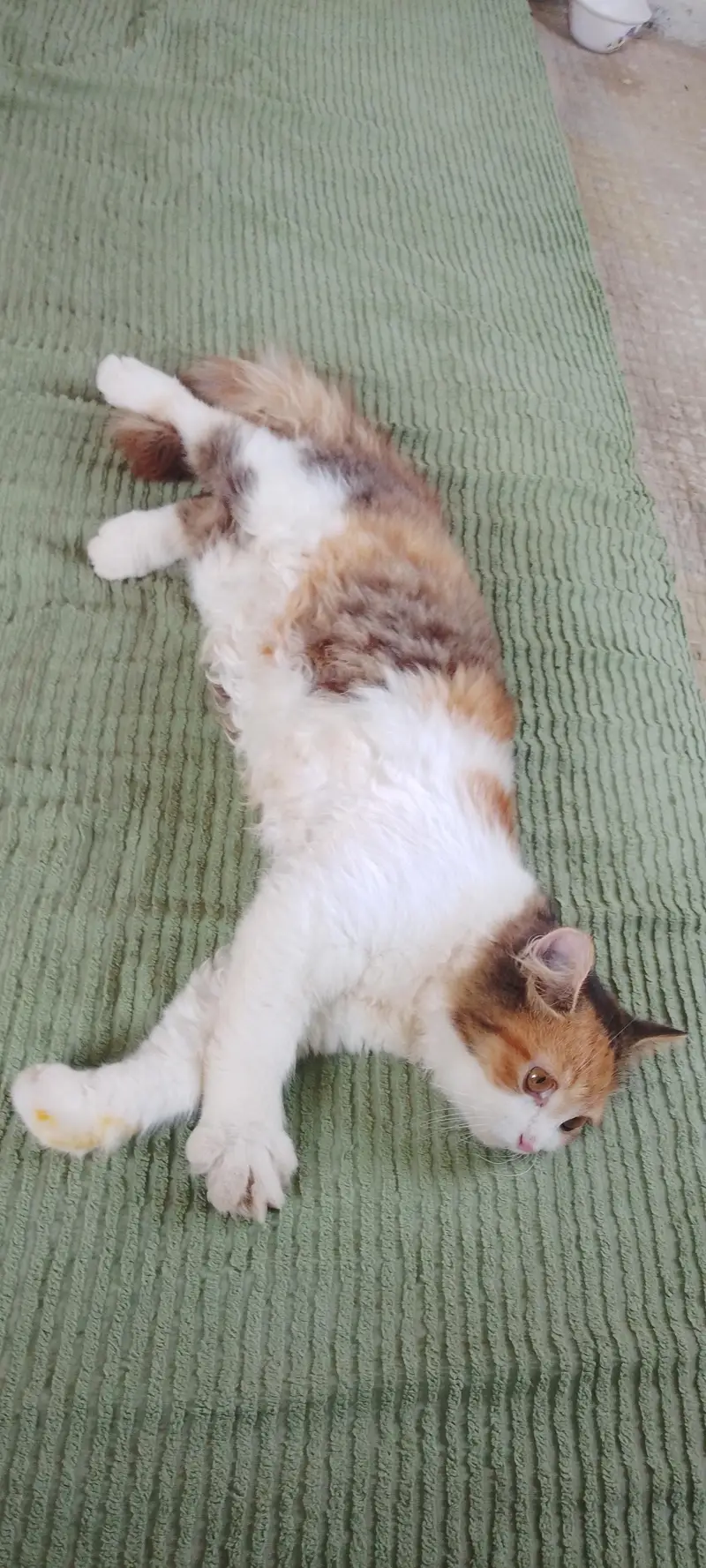 Persian cat  for sale — photo 6