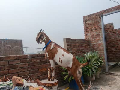 Goat | Bkri | Desi Goat | Nagra Goat | Female Goat For Sale