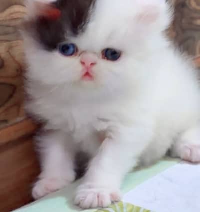 Quality Persian Punchface cat & kitten. moreWhatsApp 03714663282