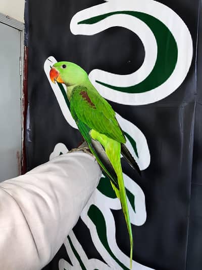 green 6 months old