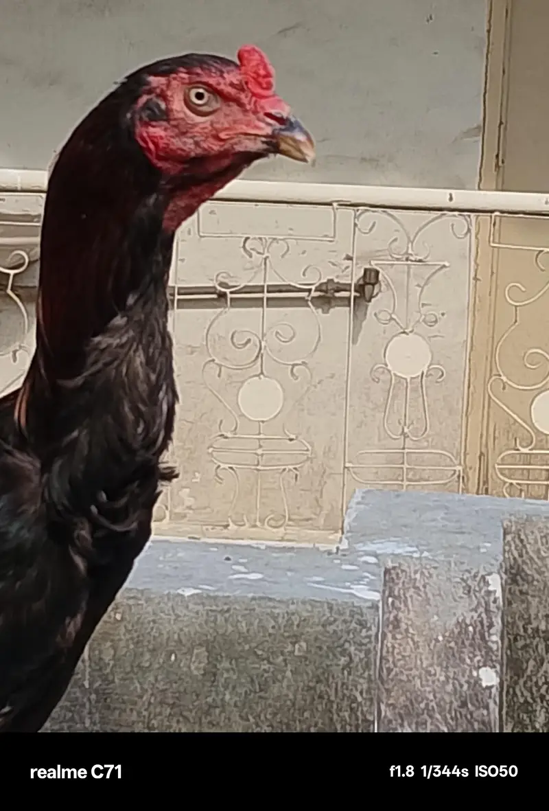 aseel shamo cross patha — photo 2