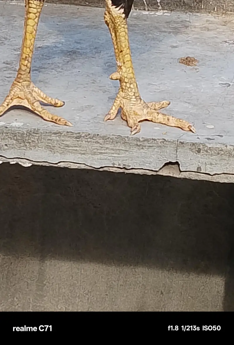 aseel shamo cross patha — photo 3