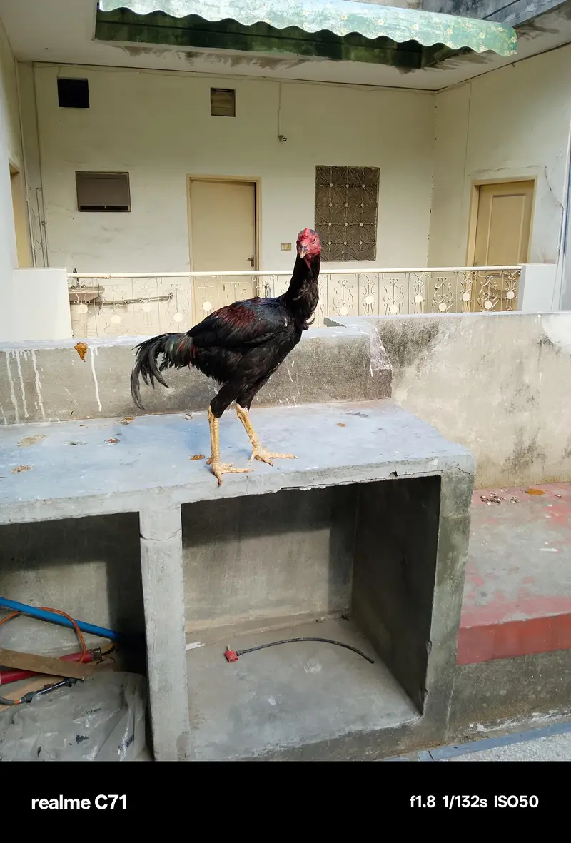 aseel shamo cross patha — photo 4