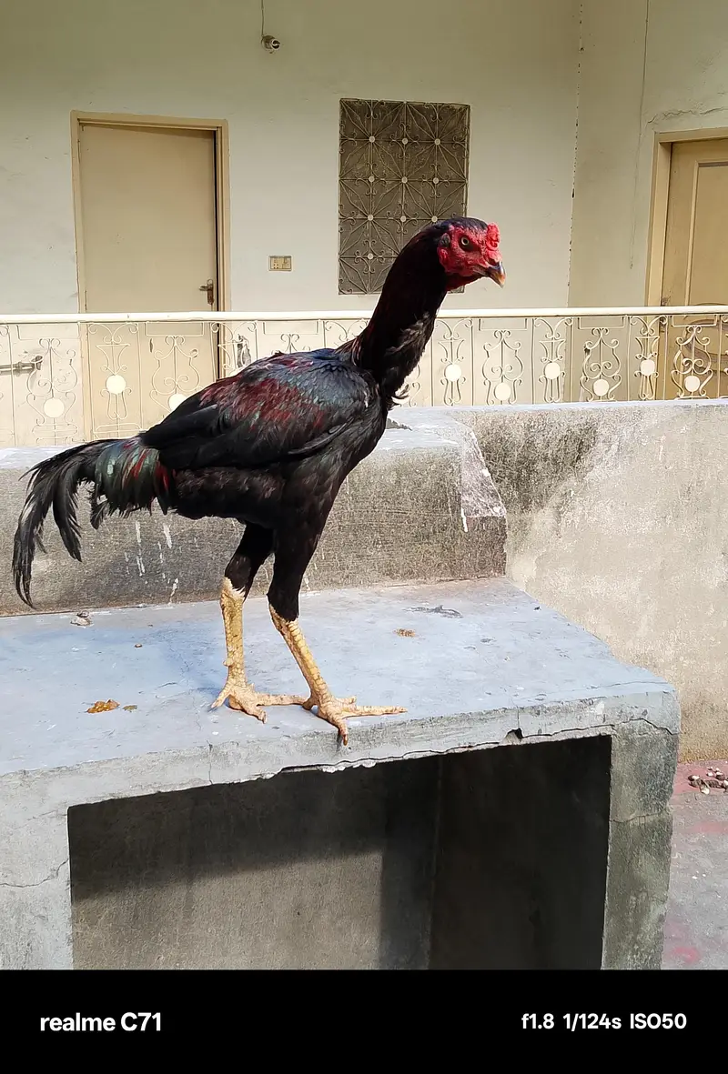 aseel shamo cross patha — photo 5