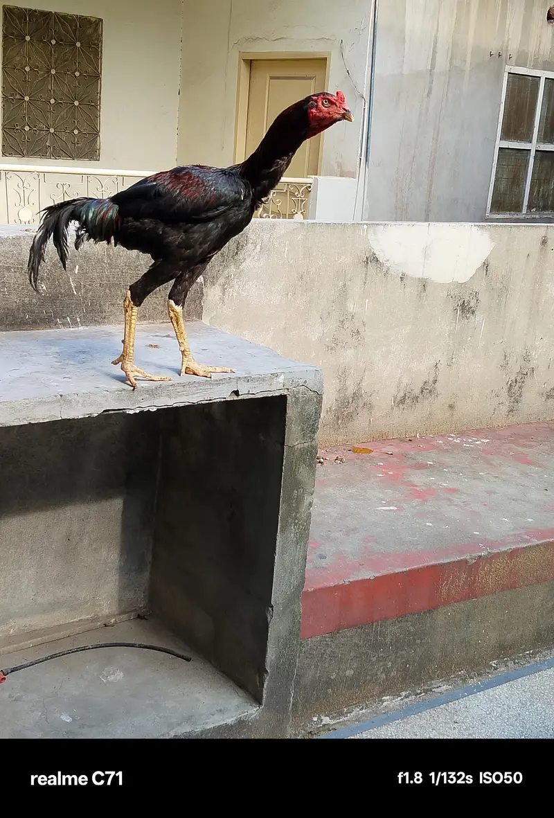 aseel shamo cross patha — photo 6