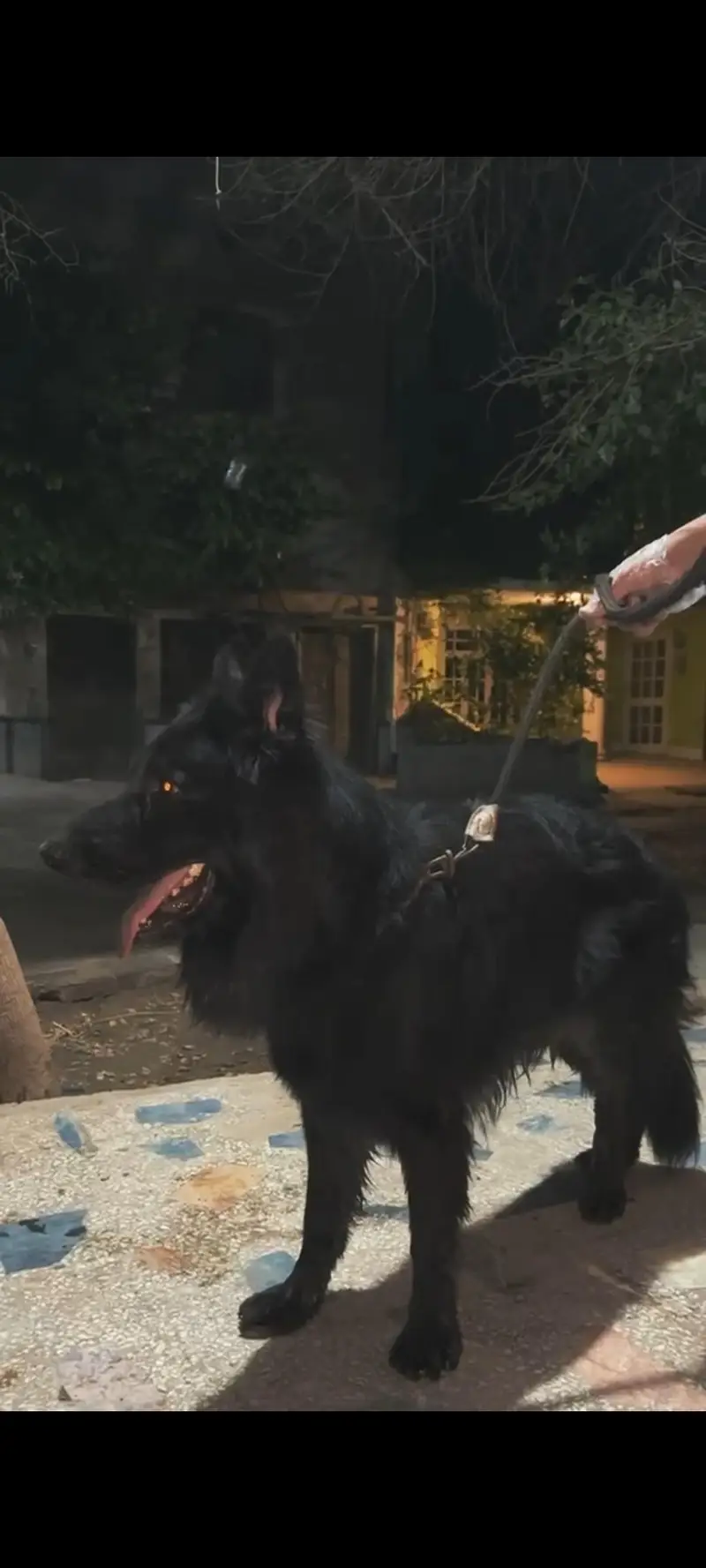 Belgium Shepherd Active. Vaccinated. Import pure breed — photo 2