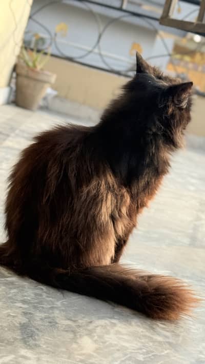 Black persian male cat