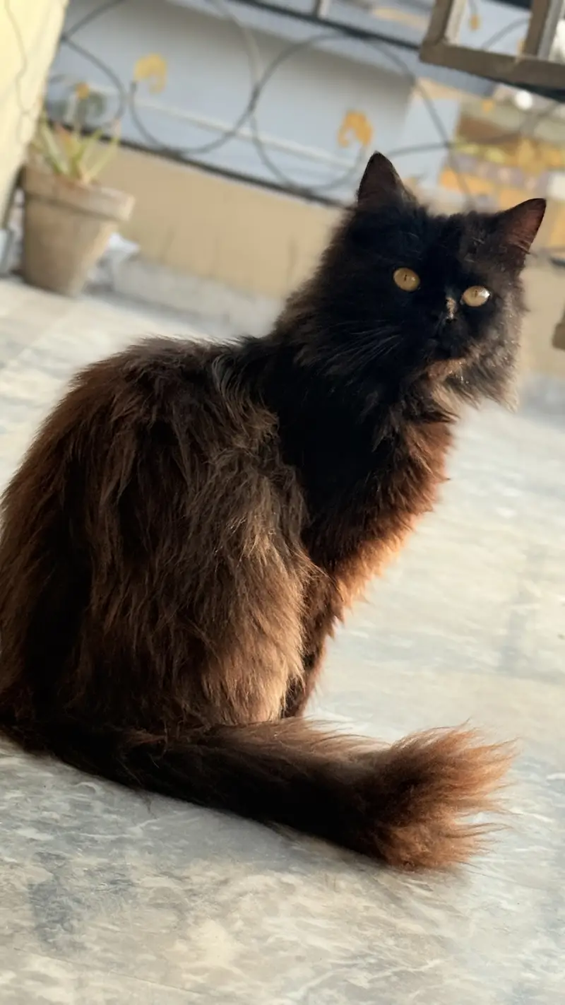 Black persian male cat — photo 2