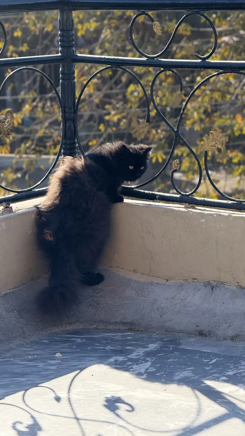 Black persian male cat — photo 4
