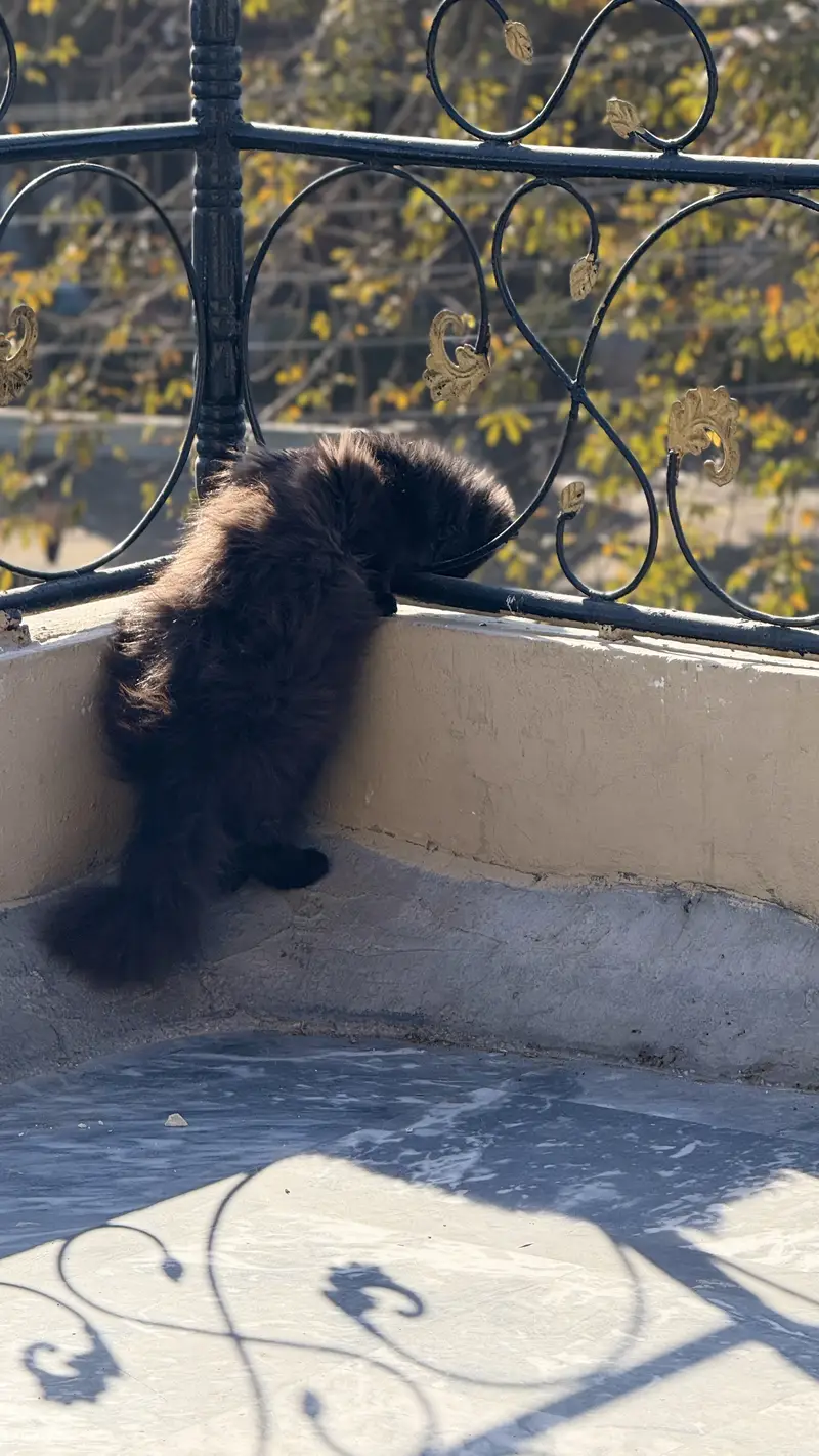 Black persian male cat — photo 5
