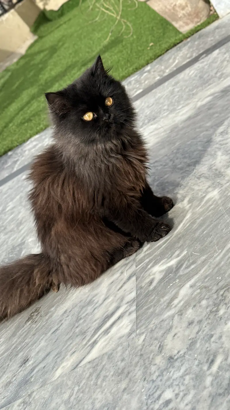Black persian male cat — photo 6