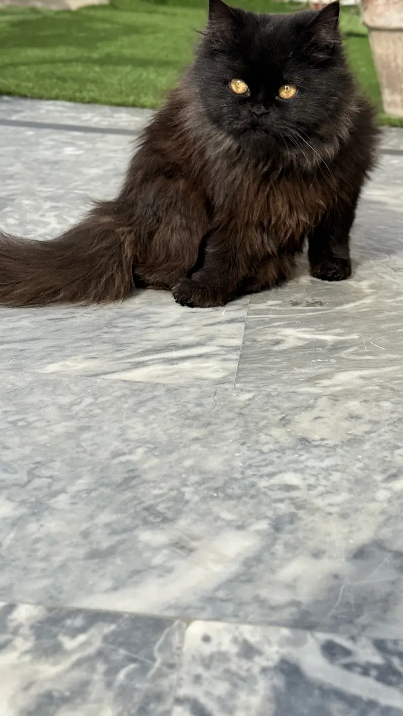 Black persian male cat — photo 8