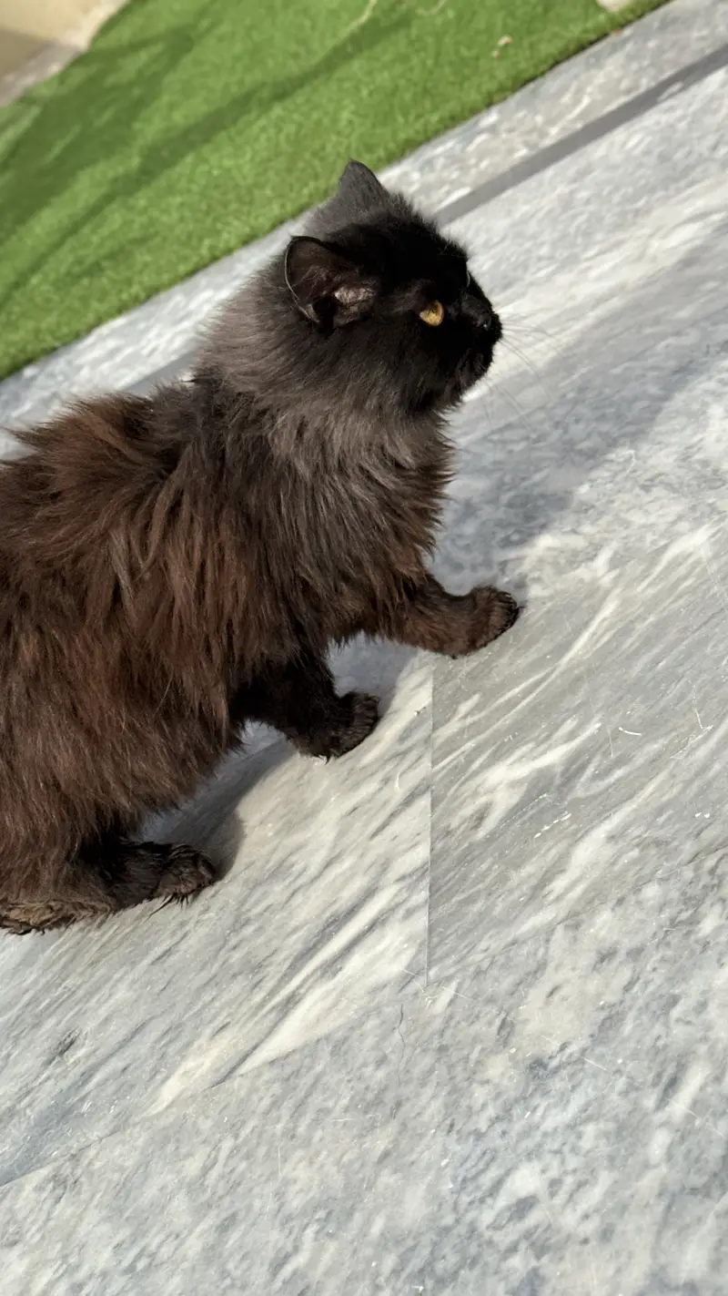 Black persian male cat — photo 9