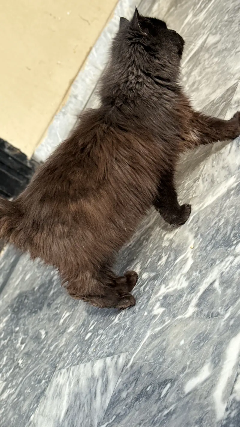 Black persian male cat — photo 10