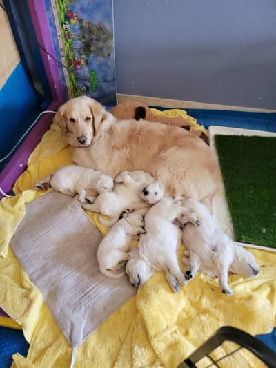 Golden Retriever Puppies / Golden Retriever male , female for sale