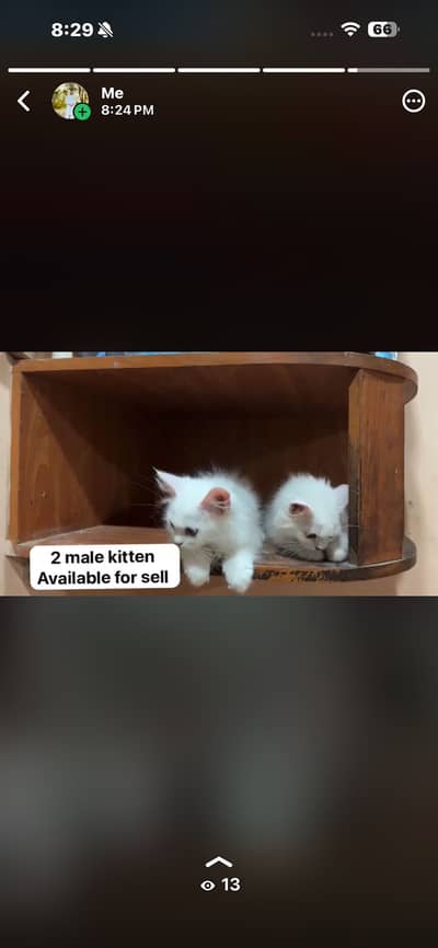 Persian cat kittens