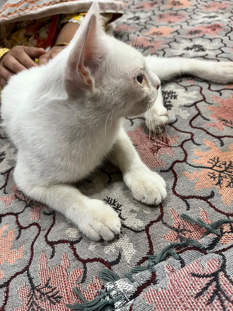 5 month beautiful cat — photo 2