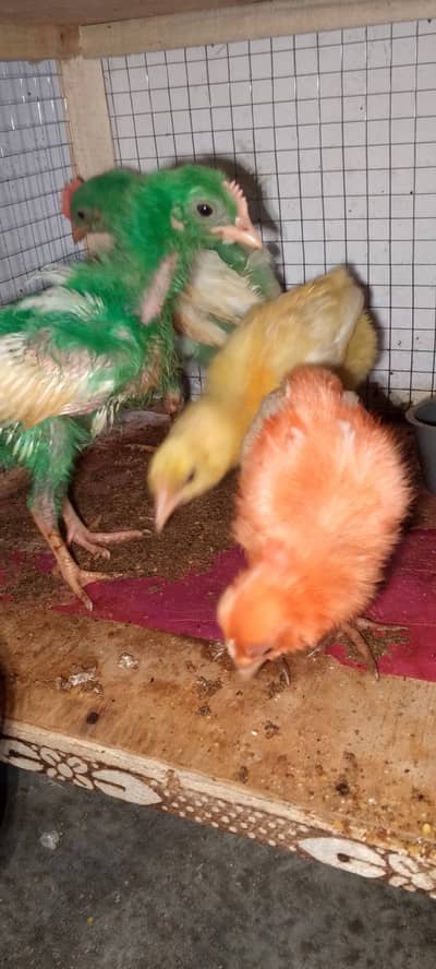 ColorFul Chicks