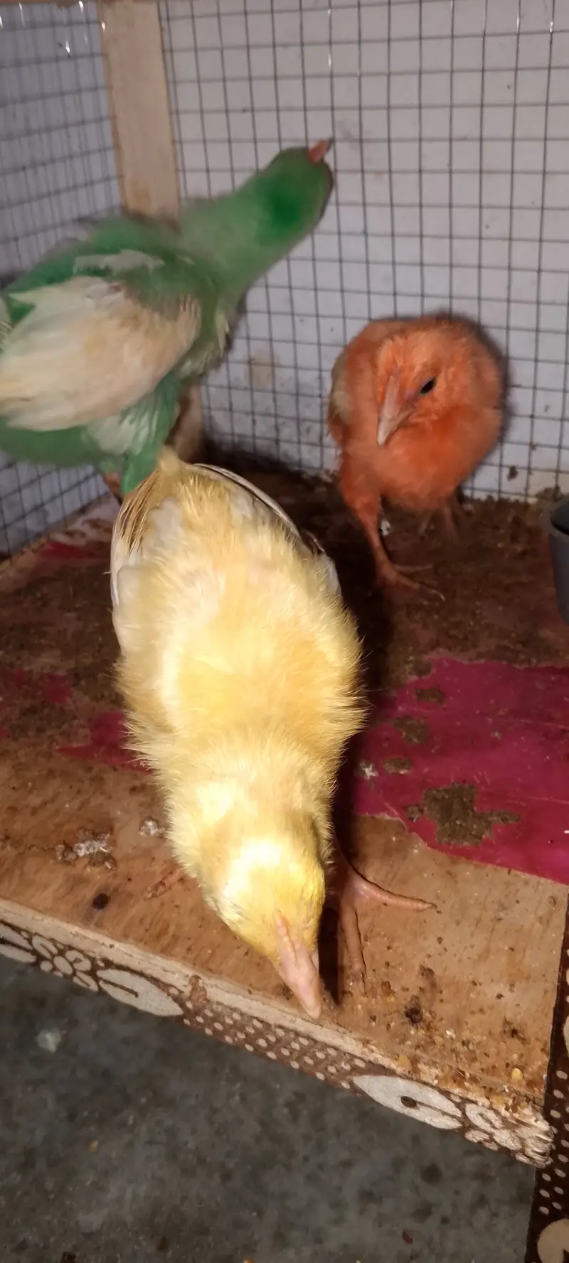 ColorFul Chicks — photo 2