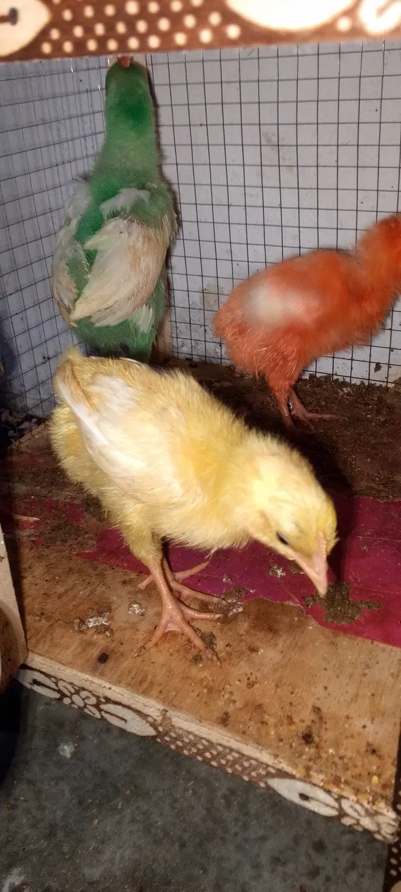 ColorFul Chicks — photo 3