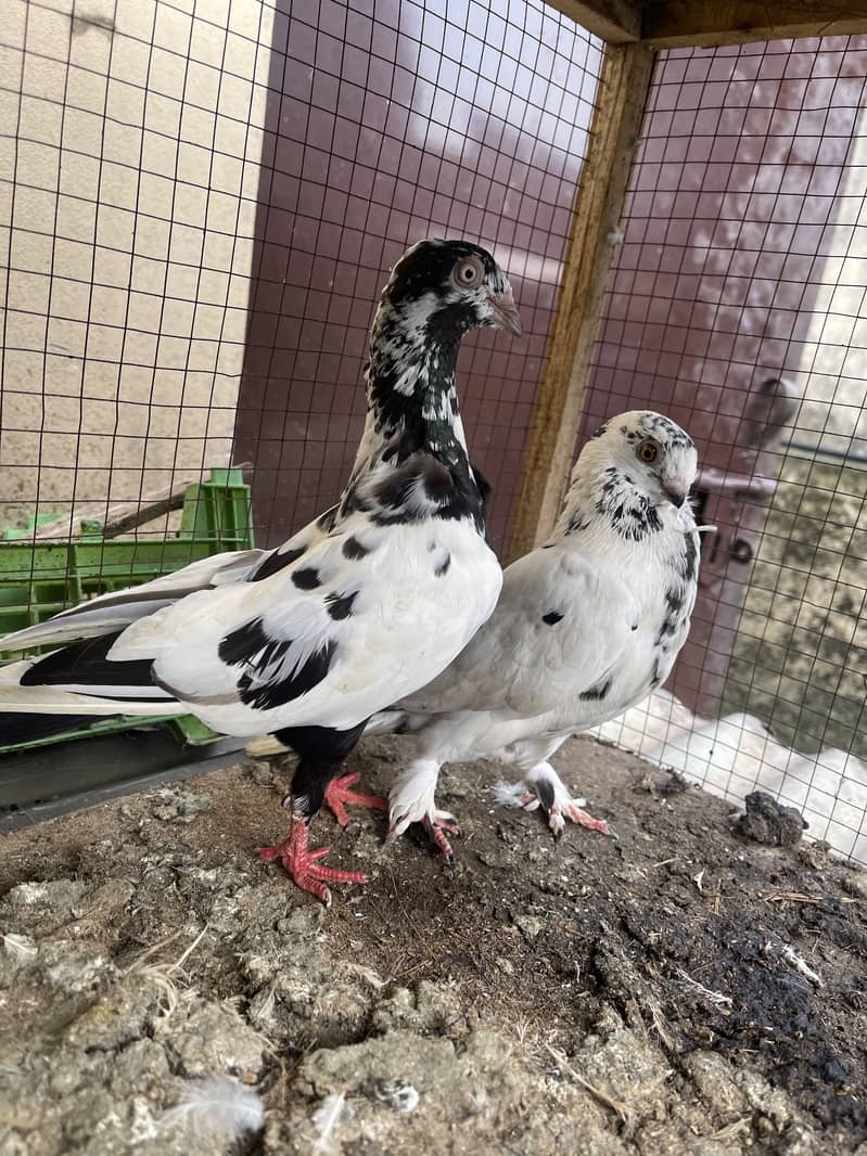 Fancy pair 3