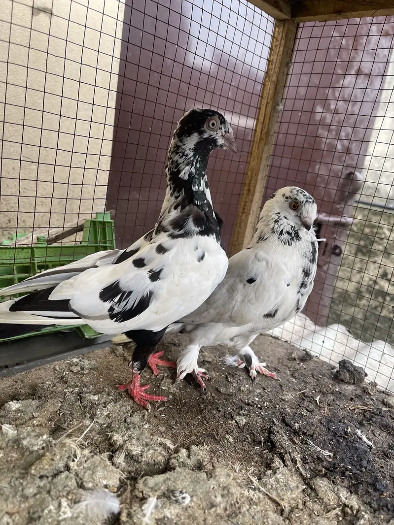 Fancy pair — photo 4
