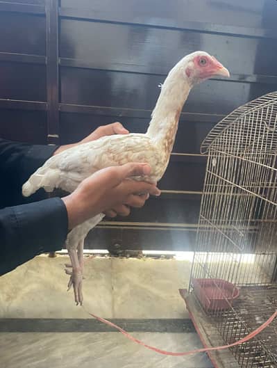 pure aseel heera female chick
