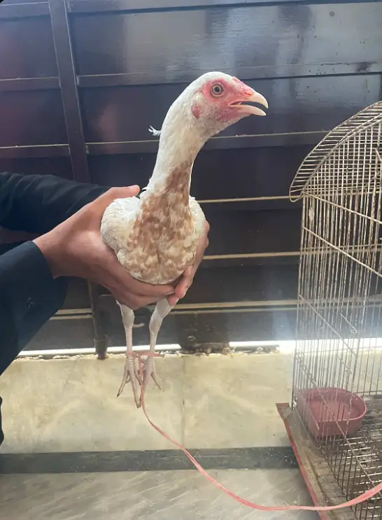 pure aseel heera female chick — photo 2