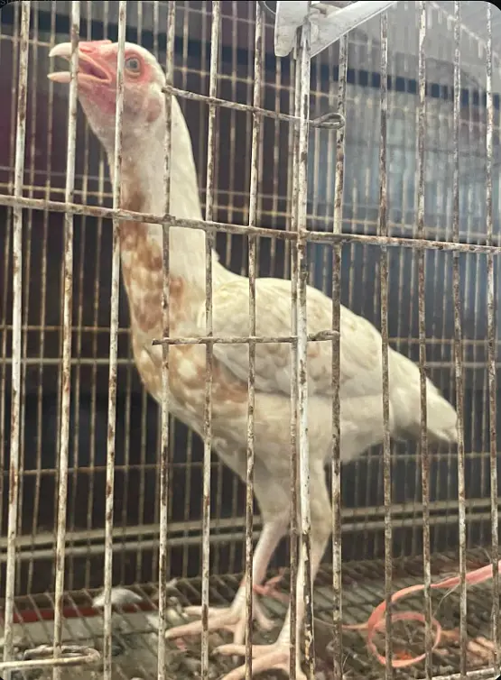 pure aseel heera female chick — photo 3