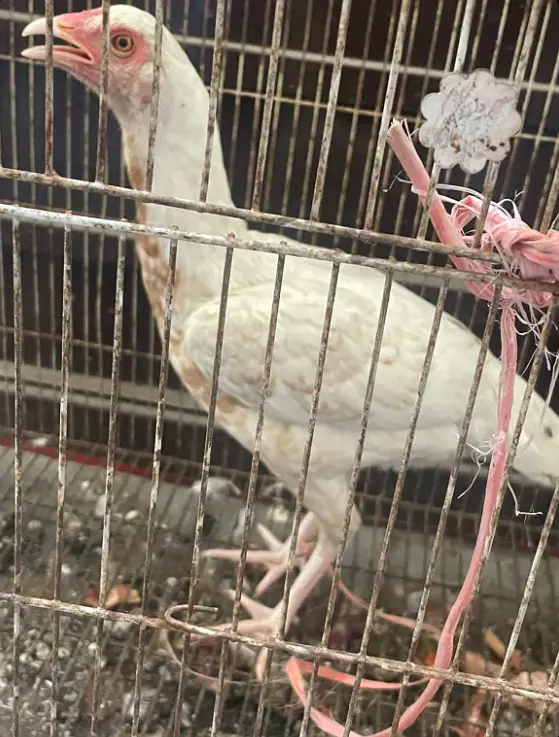 pure aseel heera female chick — photo 4